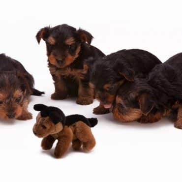 getting a new puppy featured image
