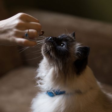 image of a cat having a treat