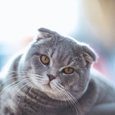 Scottish fold