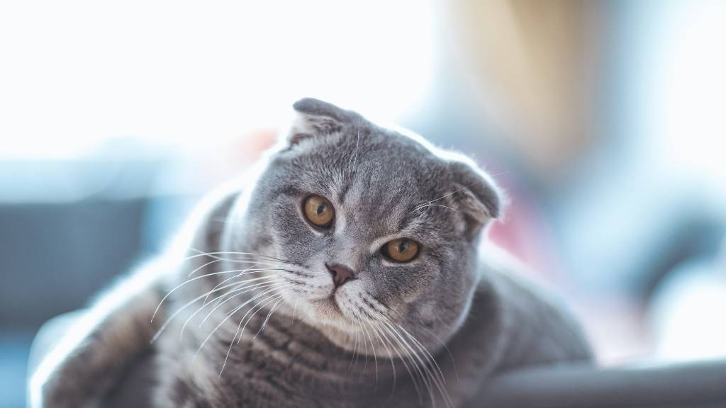 Scottish fold