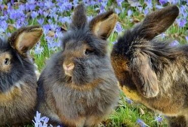 Three rabbits side by side