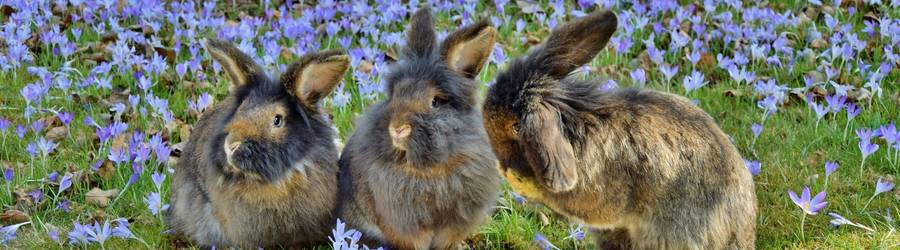 Three rabbits side by side