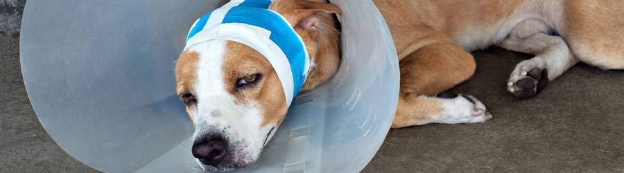 Post Surgery dog with bandages and e-cone