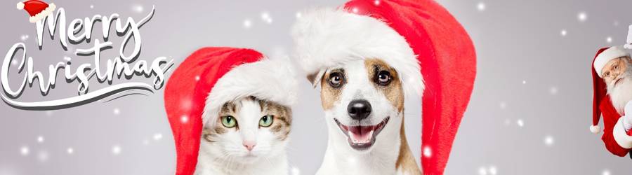 Christmas Cat and Dog