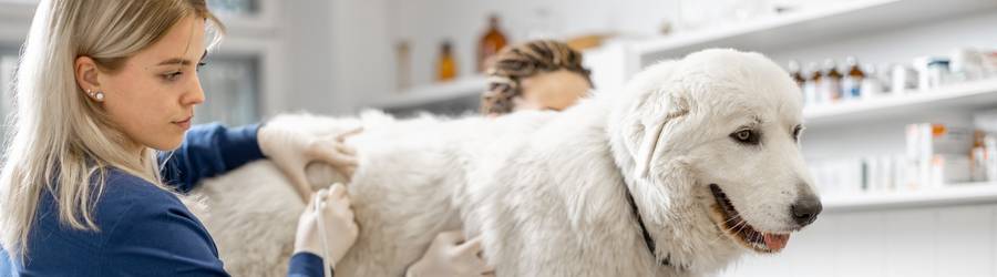 The Great Canadian Veterinarian Shortage
