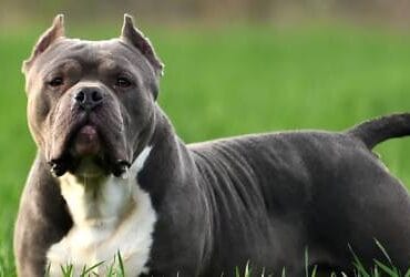American Bully