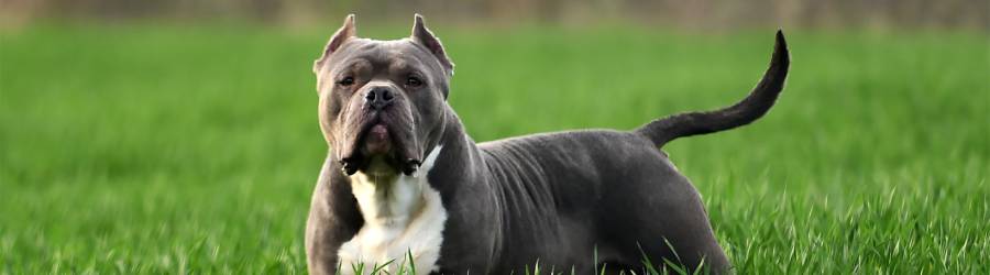 American Bully