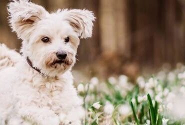 Dog In Spring