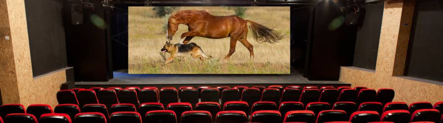 animals in the arts - movies