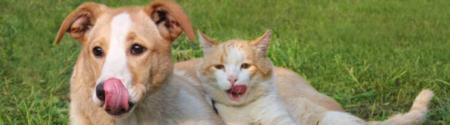 how do animals communicate