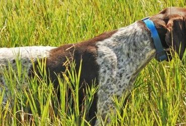 German shorthaired pointer