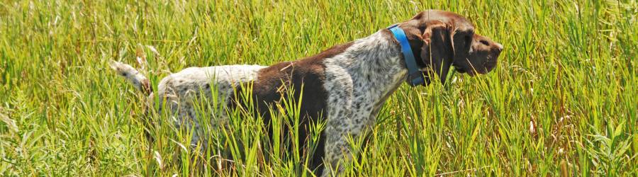 German shorthaired pointer