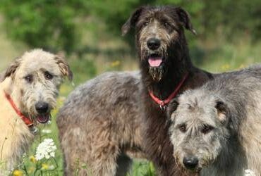 The Irish Wolfhound