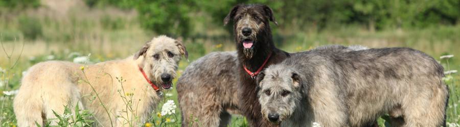 The Irish Wolfhound