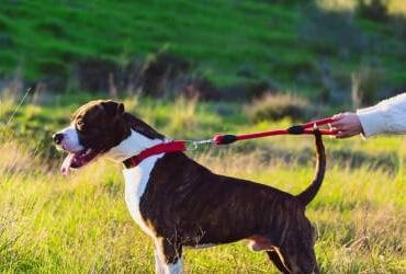 Pulling Dogs and What To Do