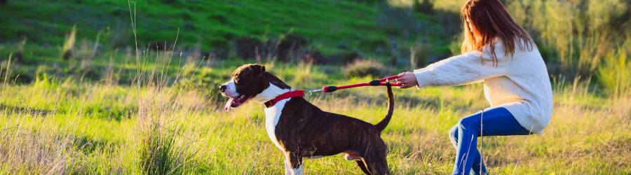 Pulling Dogs and What To Do