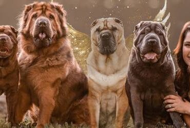 Pets Are Family