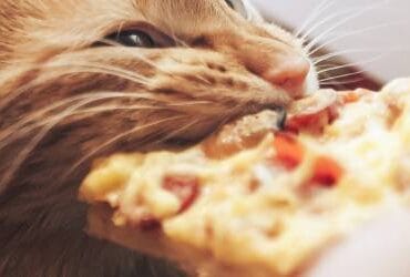 Why are some cats such picky eaters