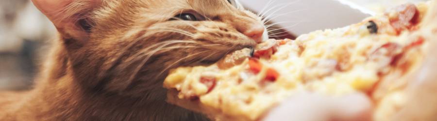 Why are some cats such picky eaters