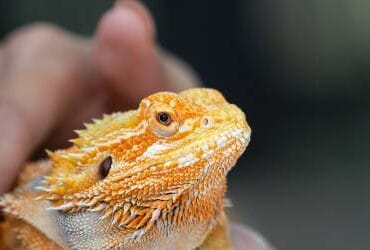 Image of an exotic pet: iguana