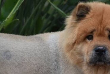 Image of a shaved Chow Chow