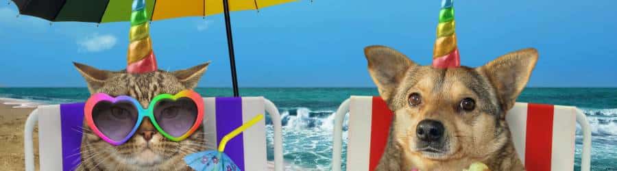 image of a cat and dog wearing sunglasses and sitting on a beach. Representing what to do with your pets when you go on vacation