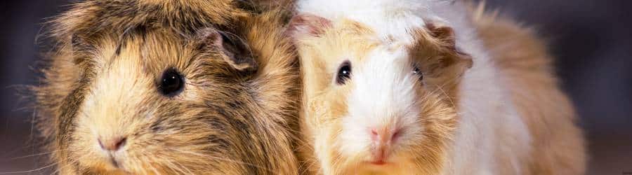10 Questions People Ask About Guinea Pigs