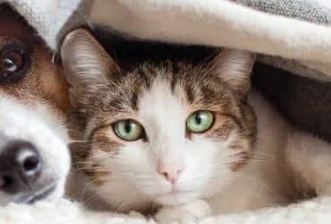Banner image for Should you allow pets to sleep in your bed? Cat and dog on bed under blanket