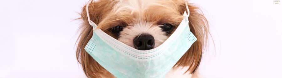 Val Talks Pets.. Pet Allergy Top Banner