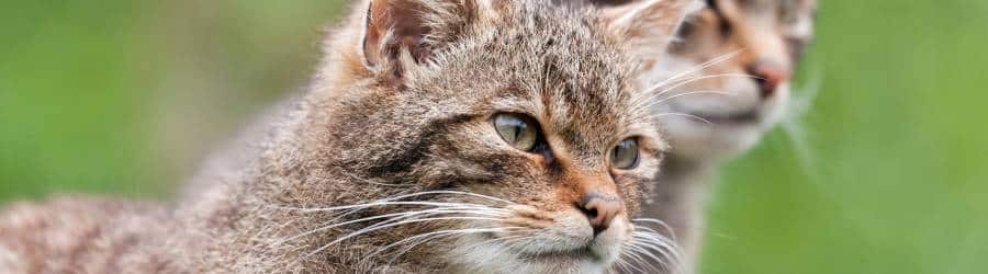 The Scottish Wildcat