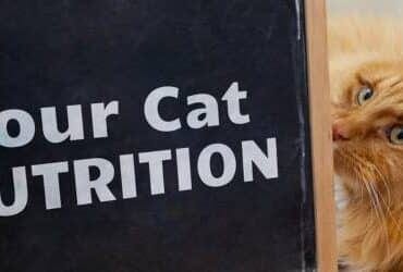Regarding cat nutrition featured image