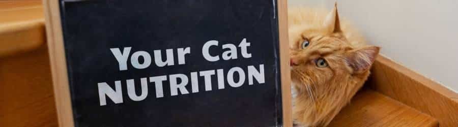 Regarding cat nutrition featured image