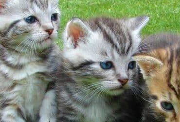 FIP In Cats Banner Heading