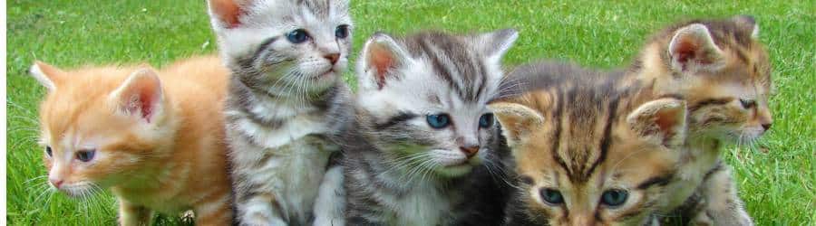 FIP In Cats Banner Heading