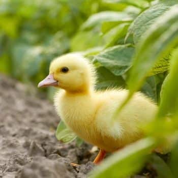 Do not buy rabbits, chicks, or baby ducks as Easter gifts.