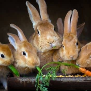 Do not buy rabbits, chicks, or baby ducks as Easter gifts.