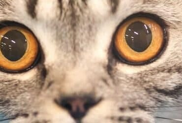 Val Talks Pets Banner Image