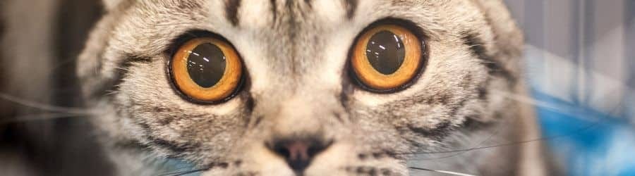 Val Talks Pets Banner Image