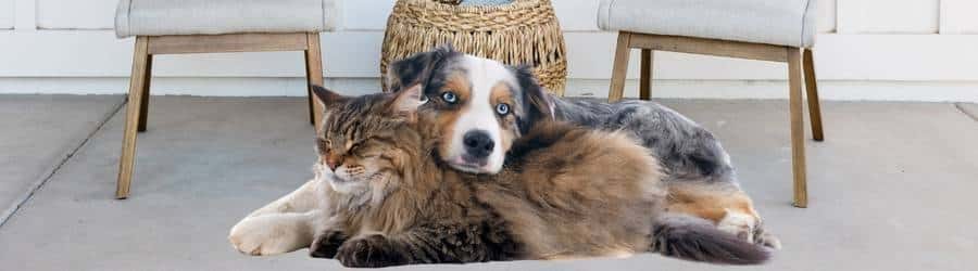 Val Talks Pets Header