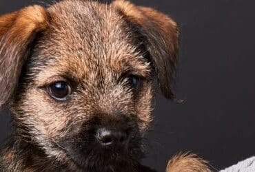 Val Talks Pets The Border Terrier Banner